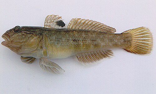 Babka bycza (Neogobius melanostomus)