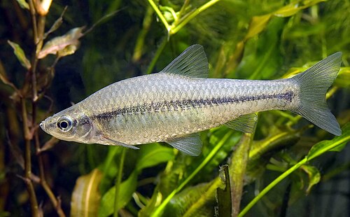 Czebaczek amurski (Pseudorasbora parva)