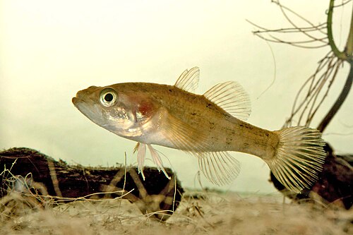 Trawianka (Perccottus glenii)