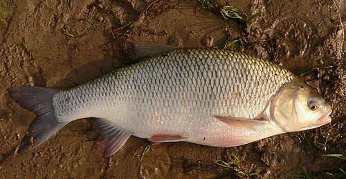 Jaź (Leuciscus idus)