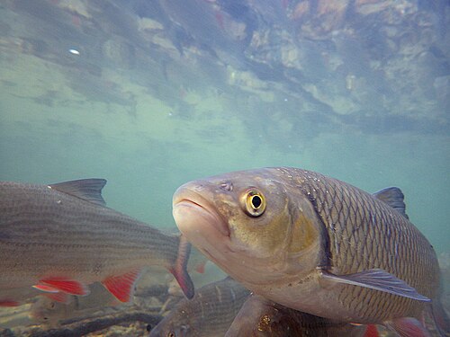 Kleń (Squalius cephalus)