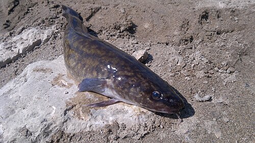 Miętus (Lota lota)