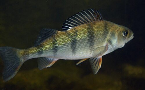 Okoń (Perca fluviatilis)
