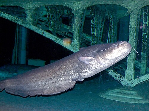 Sum (Silurus glanis)