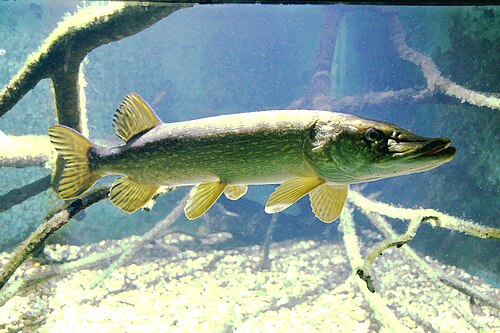 Szczupak (Esox lucius)