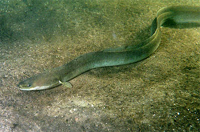 Węgorz (Anguilla anguilla)
