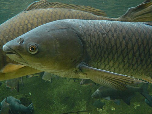 Amur biały (Ctenopharyngodon idella)