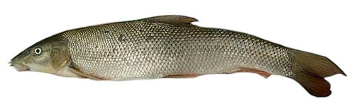 Brzana (Barbus barbus)