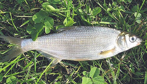 Certa (Vimba vimba)