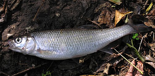 Jelec (Leuciscus leuciscus)