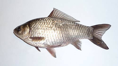 Karaś srebrzysty (Carassius gibelio)