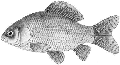 Karaś złocisty (Carassius carassius)