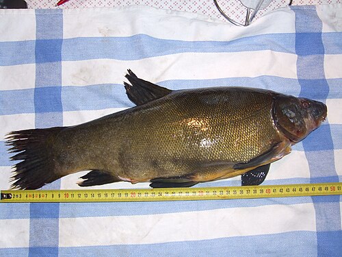 Lin (Tinca tinca)
