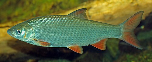 Świnka (Chondrostoma nasus)
