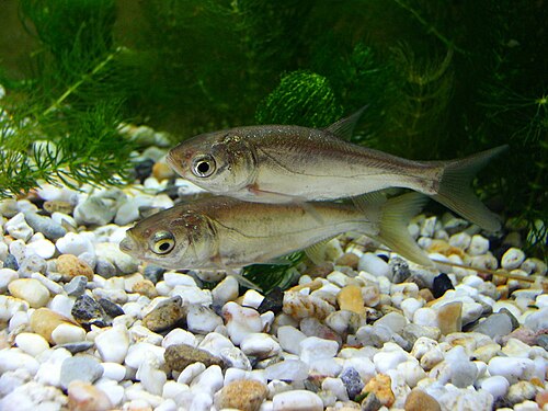 Tołpyga (Hypophthalmichthys molitrix)