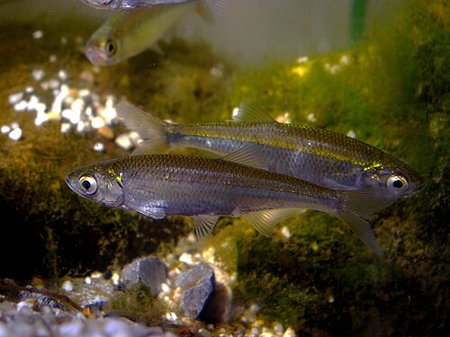 Ukleja (Alburnus alburnus)