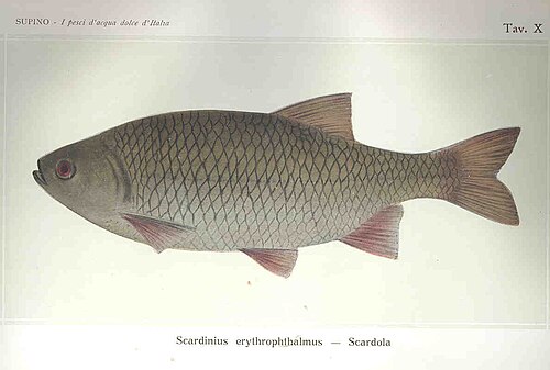 Wzdręga (Scardinius erythrophthalmus)