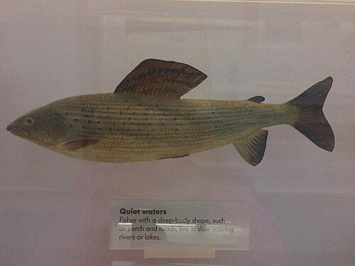 Lipień (Thymallus thymallus)