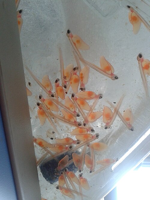 Łosoś atlantycki (Salmo salar)