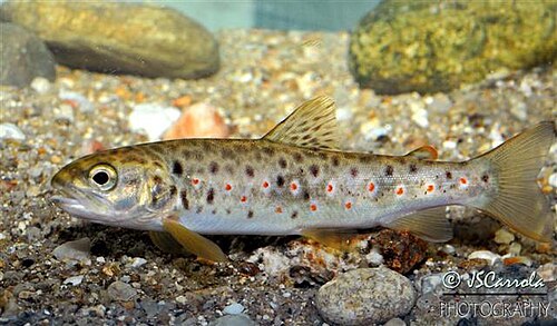 Pstrąg potokowy (Salmo trutta fario)