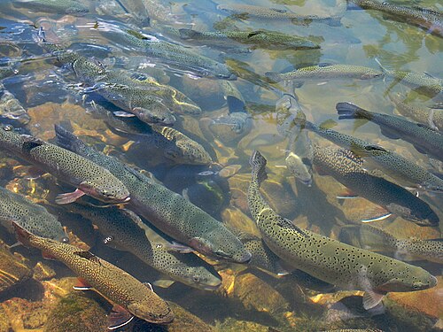 Pstrąg tęczowy (Oncorhynchus mykiss)