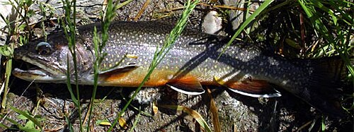 Pstrąg źródlany (Salvelinus fontinalis)