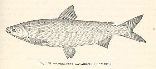 Sieja (Coregonus lavaretus)