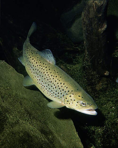 Troć wędrowna (Salmo trutta trutta)