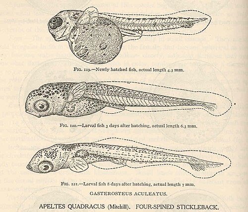 Ciernik (Gasterosteus aculeatus)
