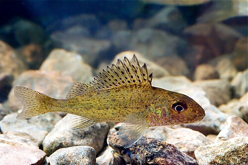 Jazgarz (Gymnocephalus cernua)