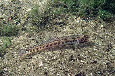 Koza (Cobitis taenia)
