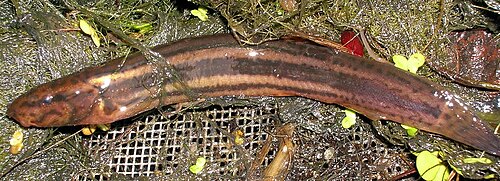 Piskorz (Misgurnus fossilis)
