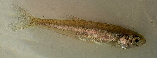 Słonecznica (Leucaspius delineatus)