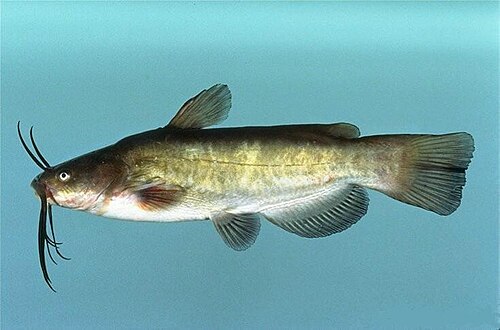Sumik karłowaty (Ameiurus nebulosus)